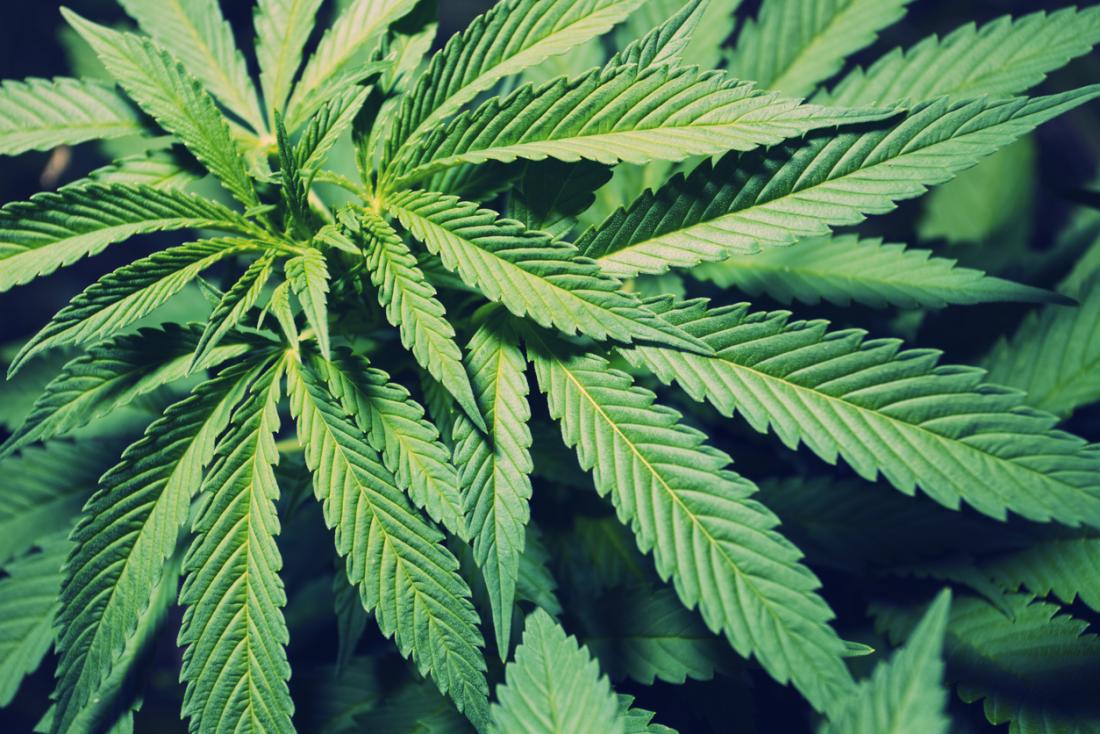 cbd-oil-is-a-cannabinoid-derived-from-the-cannabis-plant