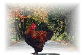 chicken crosses road